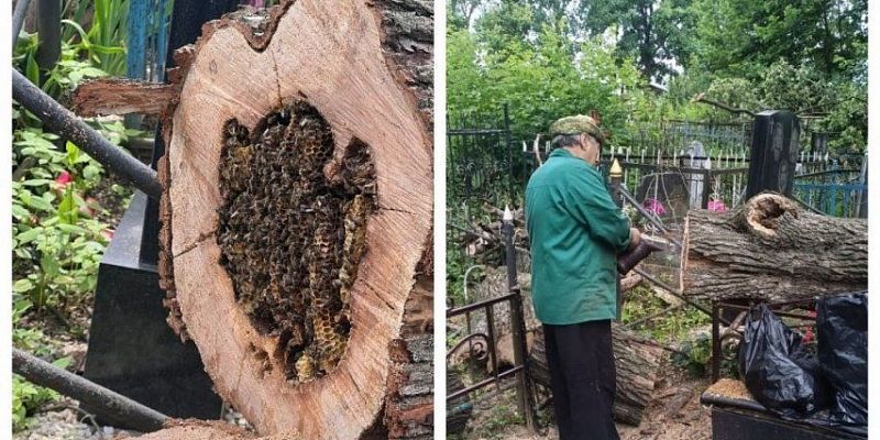 Орловские ритуальщики организовали спасение пчел на кладбище Орловские ритуальщики организовали спасение пчел на кладбище