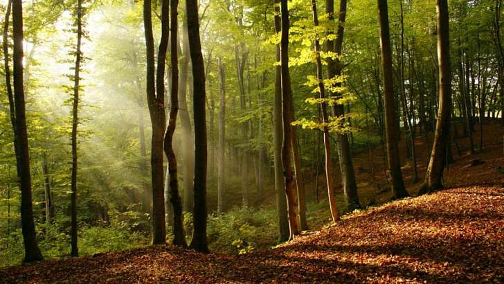 Около 40 млн рублей в 2021 году потратят на сохранение лесов Около 40 млн рублей в 2021 году потратят на сохранение лесов