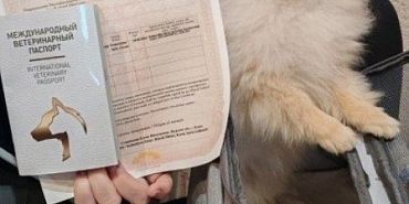 В 2024 году из Орловской области за границу уехало 45 домашних животных В 2024 году из Орловской области за границу уехало 45 домашних животных