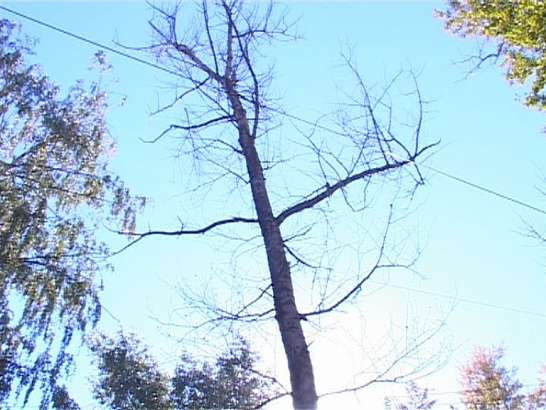 Старые деревья держат жителей в страхе Старые деревья держат жителей в страхе