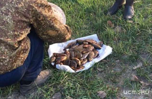 В Брянской области поймали трех орловских браконьеров, ловивших карпов и карасей В Брянской области поймали трех орловских браконьеров, ловивших карпов и карасей
