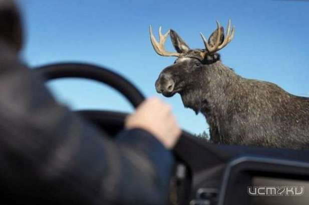 В Орловской области «Лада» столкнулась с лосем В Орловской области «Лада» столкнулась с лосем