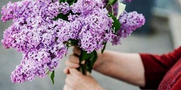 штрафы Сирень  Орловчан предупреждают о серьезных штрафах за срыв сирени