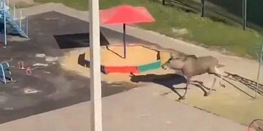 Бегающий по городу лось  В Орле замечен бегающий лось: кадры из Зареченского микрорайона