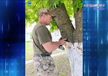 В сквере Бунина опиливают деревья! В сквере Бунина опиливают деревья!