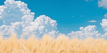 Россельхознадзор карантинная зона Бетагран-семена Верховный суд Компания «Бетагран Семена» и Россельхознадзор дошли до Верховного суда в споре о карантинной зоне. Тот вынес решение.