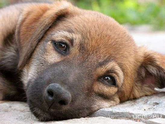 В Орловской области пьяный мужчина повесил собаку на ветке дерева В Орловской области пьяный мужчина повесил собаку на ветке дерева