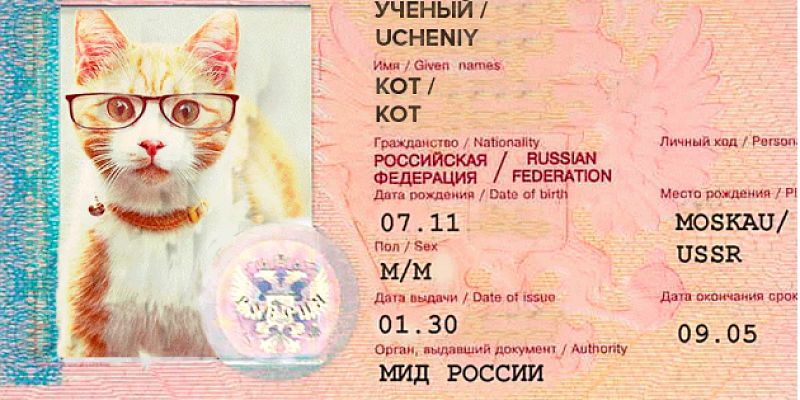 Депутаты предлагают ввести обязательный «котопаспорт» для учета домашних животных Депутаты предлагают ввести обязательный «котопаспорт» для учета домашних животных
