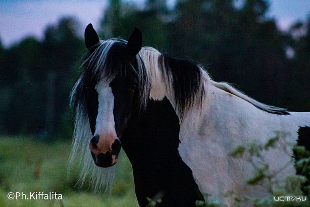 И такое сейчас бывает. На Орловщине продали лошадь без согласия владельца  И такое сейчас бывает. На Орловщине продали лошадь без согласия владельца