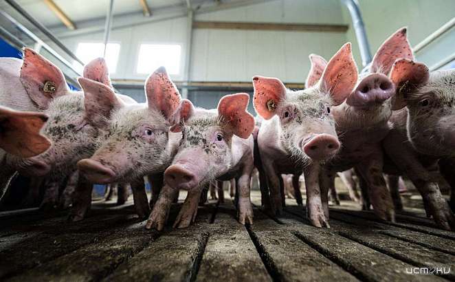 Орловчанина наказали за неправильное содержание свиней Орловчанина наказали за неправильное содержание свиней