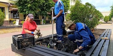 Тюльпаны В центре Орла выкапывают луковицы тюльпанов
