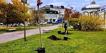 Деревья города Орла Деревья с Александровского моста в Орле «переезжают»