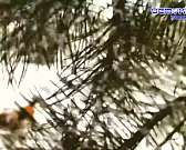 С Рождества и до Крещения на Руси идут святки. С Рождества и до Крещения на Руси идут святки.