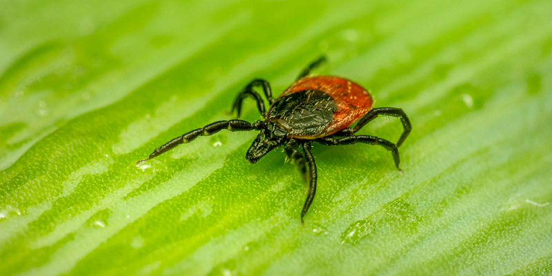 клещи Роспотребнадзор В Орловской области от укусов клещей пострадали 321 человек