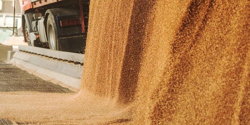 экспорт Пшеница Россельхознадзор Экспорт орловской пшеницы в Беларусь вырос в 5 раз