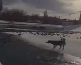 ВИДЕО: в Орле собака охотилась за птицей и чуть не утонула, на помощь пришел местный житель ВИДЕО: в Орле собака охотилась за птицей и чуть не утонула, на помощь пришел местный житель