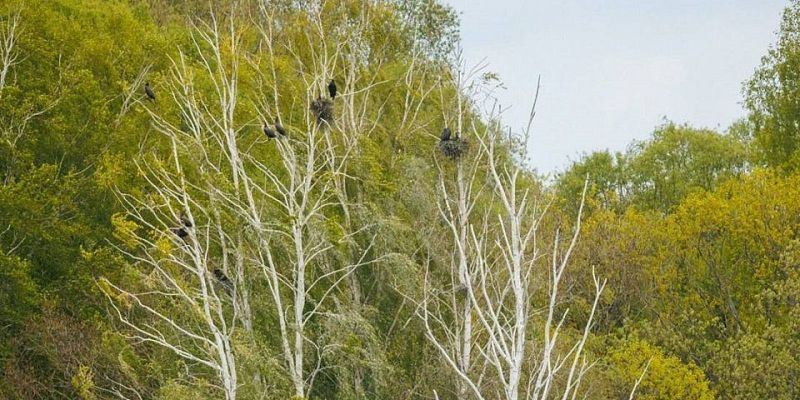 Природа  Редкие птицы  На Орловщине обнаружили гнезда больших бакланов