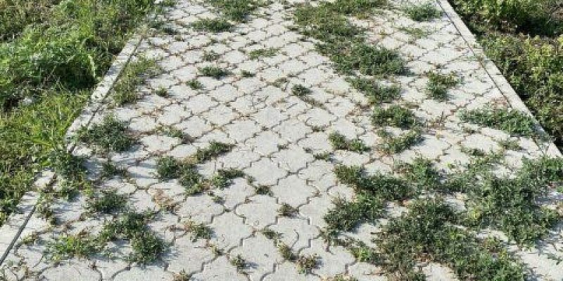 благоустройство Зарастание сорняками  Благоустроенные территории в Ливенском районе заросли сорняками