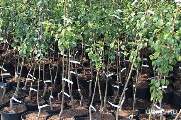 В Ульяновскую область отправили 22 тысячи орловских яблонь В Ульяновскую область отправили 22 тысячи орловских яблонь