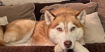 ОКД УГС кинологический клуб орлиное гнездо Состязания среди послушных собак скоро пройдут в Орле