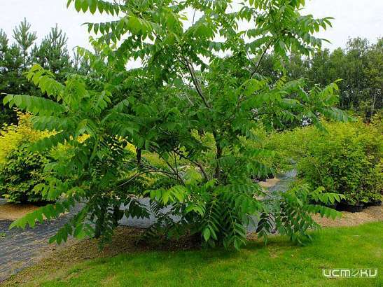 Новые деревья на улицах Орла: Орех маньчжурский, липа мелколистная и яблонька с берёзонькой повислою. Новые деревья на улицах Орла: Орех маньчжурский, липа мелколистная и яблонька с берёзонькой повислою.