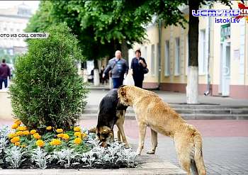 Госдума приняла закон о праве регионов самим решать, что делать с бездомными животными, в школе на ул. Зеленина продолжаются работы. Об этом и не толь. 