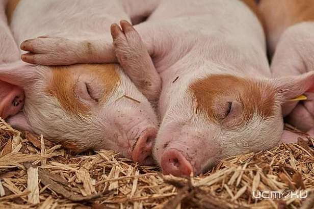 В Орловской области обнаружили неидентифицированных свиней В Орловской области обнаружили неидентифицированных свиней