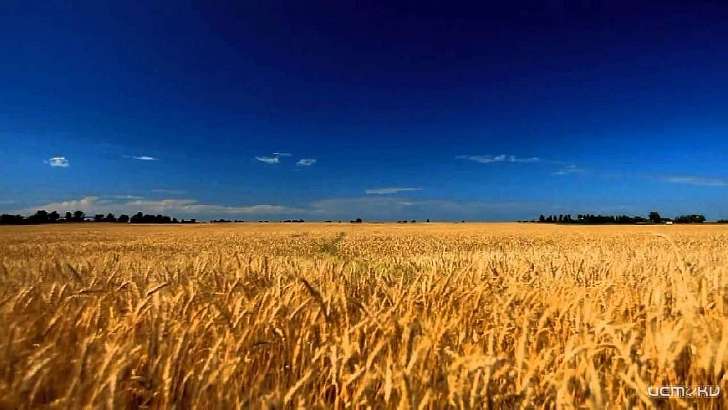 Под Орлом посадили 22 тонны сомнительных семян  Под Орлом посадили 22 тонны сомнительных семян