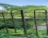 В Орле дерево упало на стоящую во дворе машину1655726696 В Орле дерево упало на стоящую во дворе машину1655726696