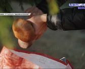 Грибы грибам рознь Грибы грибам рознь