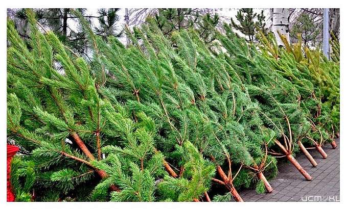 Стало известно, где в Орле можно будет купить к Новому году елку Стало известно, где в Орле можно будет купить к Новому году елку