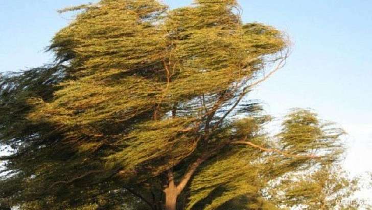 Жителей Орловщины предупреждают об усилении ветра до 20 м/с Жителей Орловщины предупреждают об усилении ветра до 20 м/с