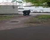 В Орле на второклассницу обрушилась стена ветхого здания В Орле на второклассницу обрушилась стена ветхого здания