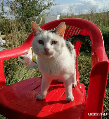 Кот Юлик стал героем, когда спас котят из горящего приюта под Орлом Кот Юлик стал героем, когда спас котят из горящего приюта под Орлом