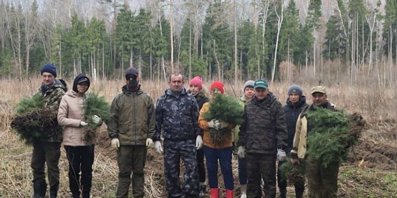 Саженцы сосны  «Сад Памяти» На территории Мценского лесничества высадили 8 тысяч саженцев сосны