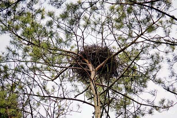 В Орловскую область прилетели серые птицы В Орловскую область прилетели серые птицы