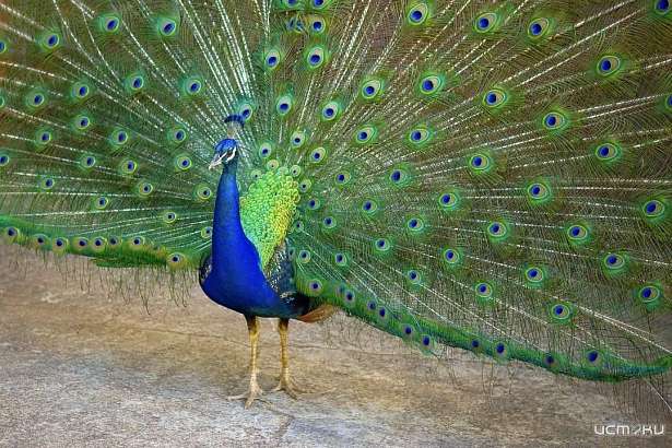 В Орле на ул. Московской спасатели ловили павлина В Орле на ул. Московской спасатели ловили павлина