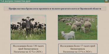 Животные, транспорт и места отдыха Животные, транспорт и места отдыха