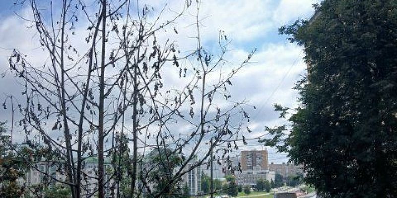 деревья 2 новых вместо 1 спиленного дерева несбыточные обещания Орловчане публикуют фото засохших молодых саженцев