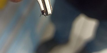 Роспотребнадзор клещи Сотни орловчан пострадали от укусов клещей