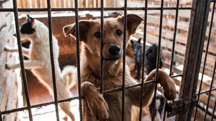 Губернатор о приюте в Орле: около 10-15 собак наши доблестные хозяева выкидывают на улицу каждый вечер Губернатор о приюте в Орле: около 10-15 собак наши доблестные хозяева выкидывают на улицу каждый вечер