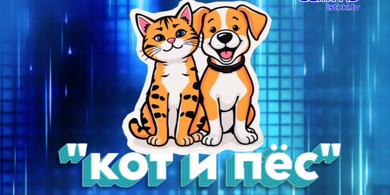 Активисты зоозащитной организации "Кот и пёс" организовали запись видеообращения! Активисты зоозащитной организации "Кот и пёс" организовали запись видеообращения!