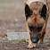 Расчленил тело и закопал: служебная собака помогла найти труп жителя Орловщины