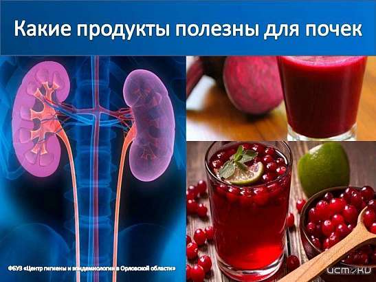 Какие продукты полезны для почек рассказали в орловском Роспотребнадзоре Какие продукты полезны для почек рассказали в орловском Роспотребнадзоре