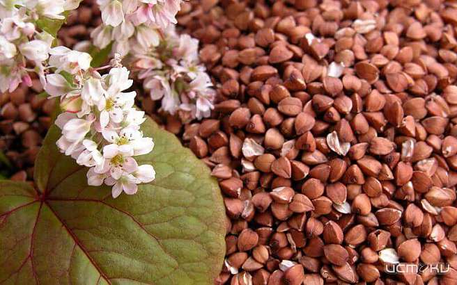 На Орловщине дефицита гречки не будет - власть На Орловщине дефицита гречки не будет - власть