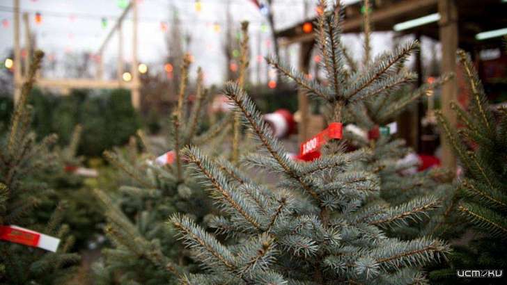 Где в Орле откроются елочные базары  Где в Орле откроются елочные базары