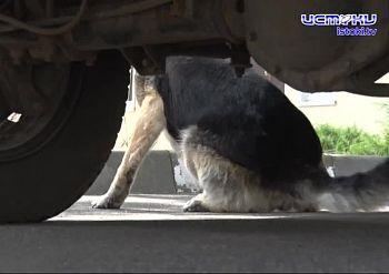 Четвероногие друзья на стаже закона Четвероногие друзья на стаже закона