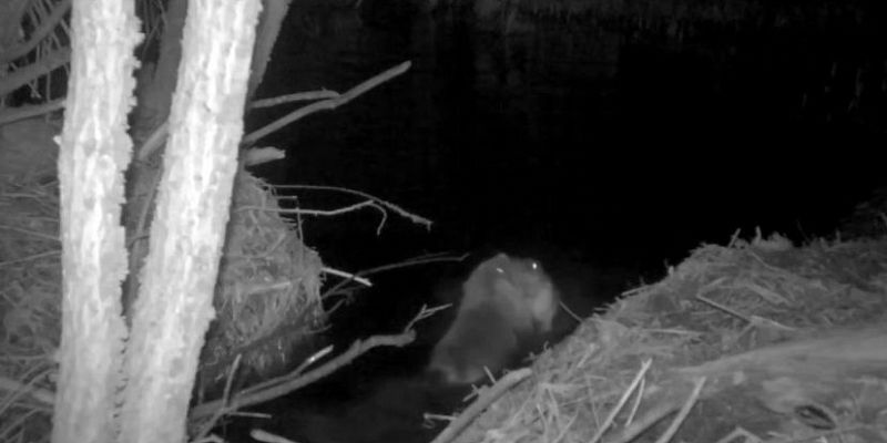 Орловское Полесье Схватка бобров  Бобры-борцы: в "Орловском полесье" сняли эпичную битву за территорию