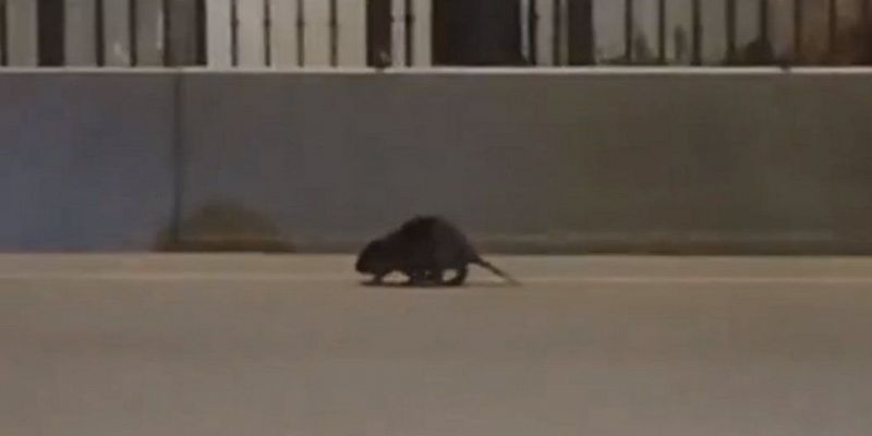 Дикие животные  Бобер-путешественник устроил переполох на Красном мосту в Орле