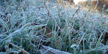 погода Заморозки  В Орловской области снова ожидаются заморозки